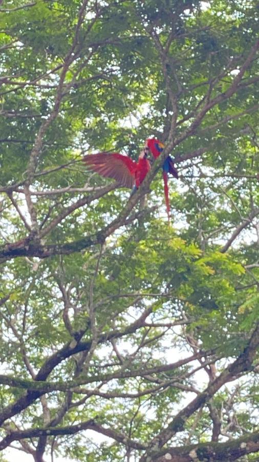 Las Plumas De Cabuya Cabuya  Eksteriør billede